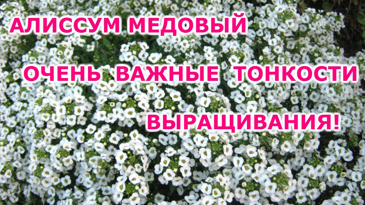 Нажмите, чтобы запустить видео