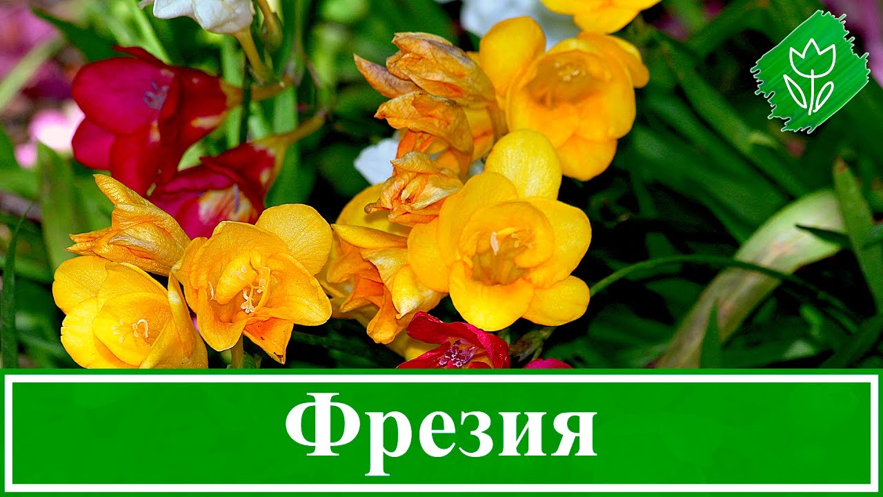 Нажмите, чтобы запустить видео
