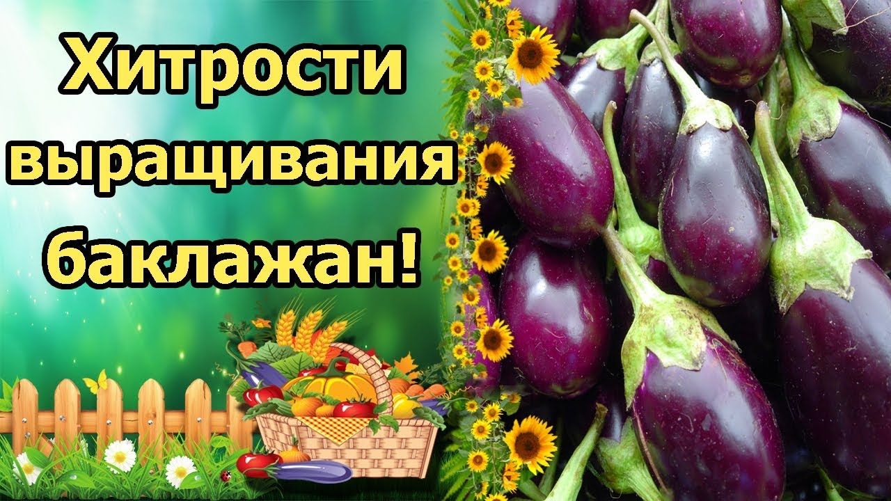 Нажмите, чтобы запустить видео