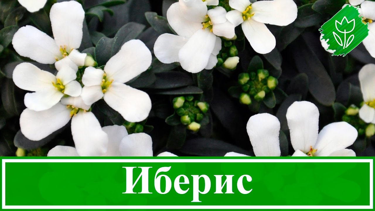 Нажмите, чтобы запустить видео
