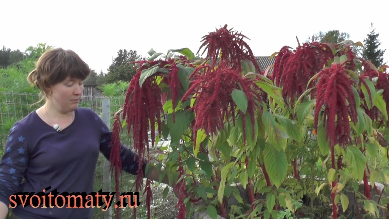 Нажмите, чтобы запустить видео
