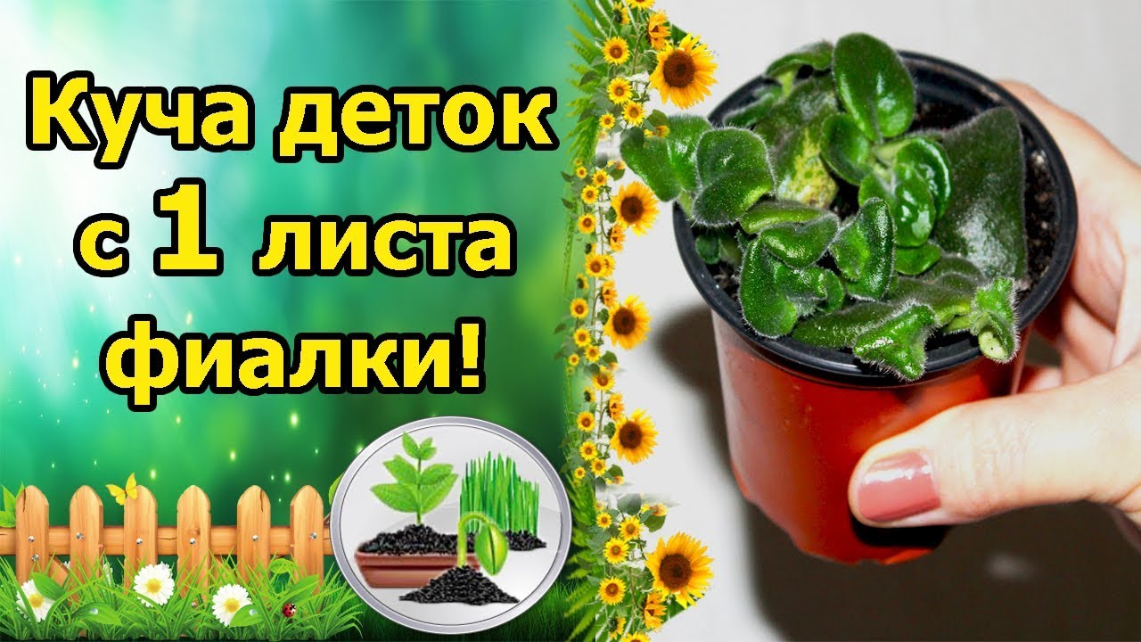 Нажмите, чтобы запустить видео