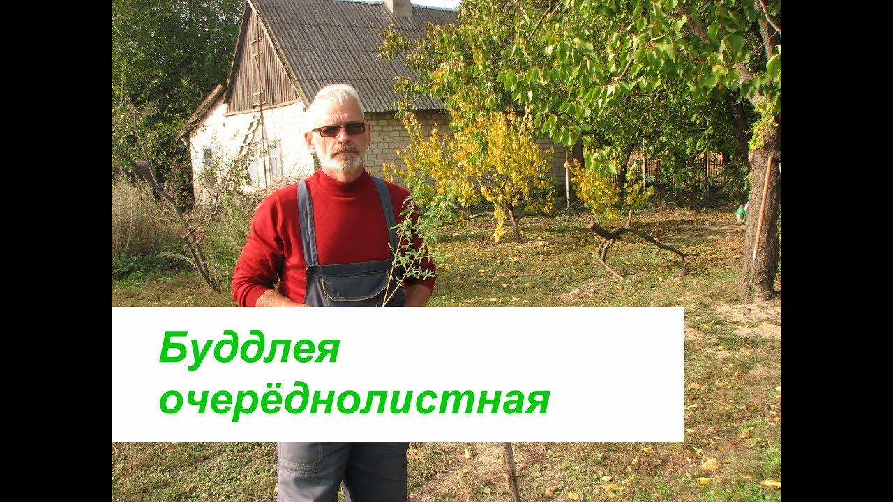 Нажмите, чтобы запустить видео
