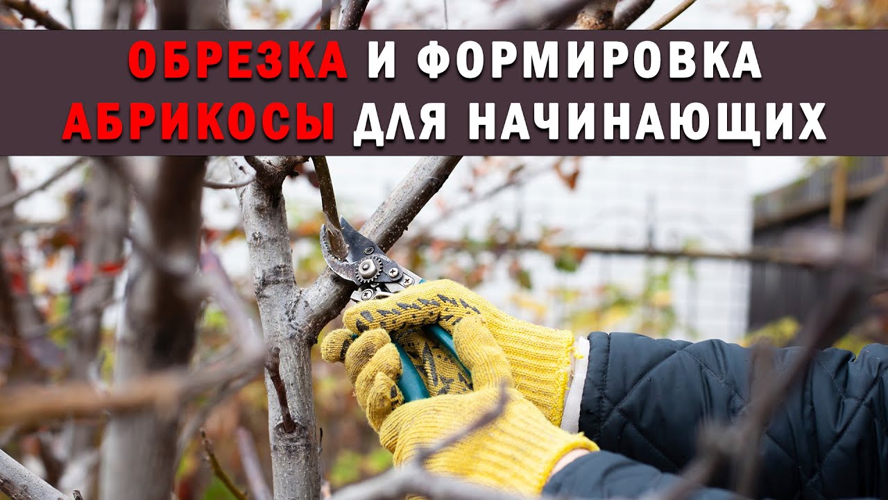 Нажмите, чтобы запустить видео
