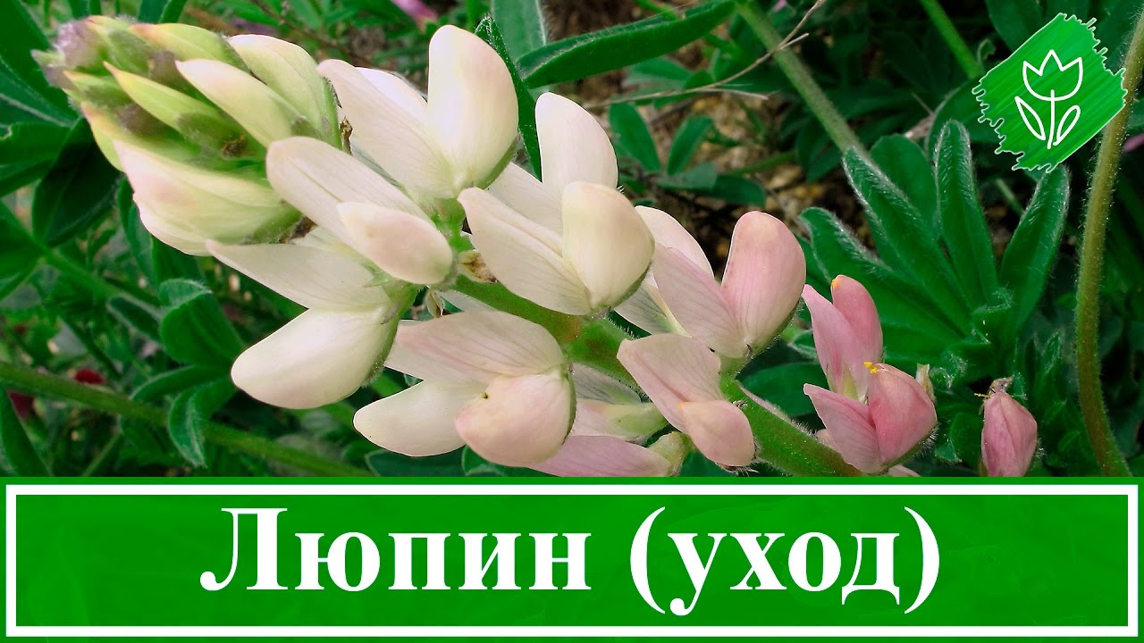 Нажмите, чтобы запустить видео