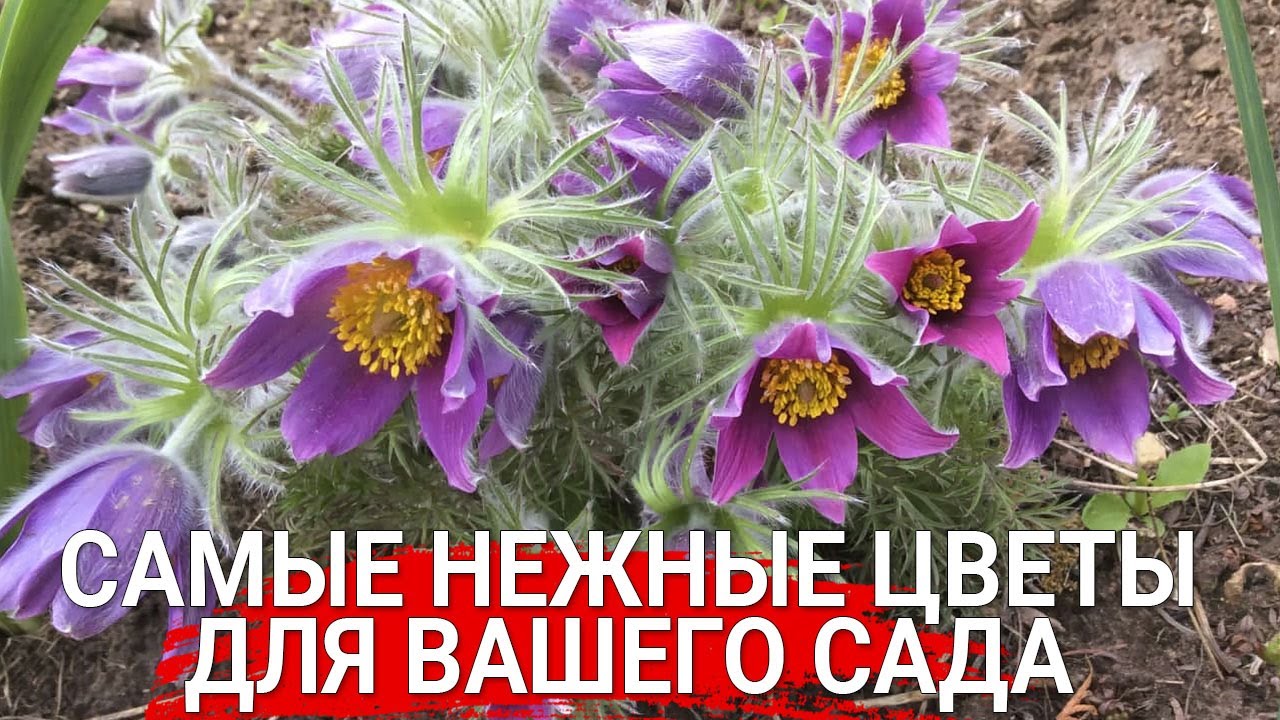 Нажмите, чтобы запустить видео