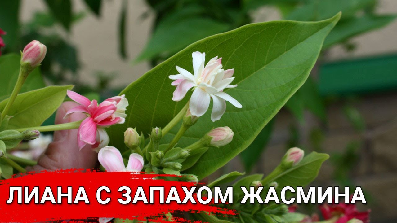 Нажмите, чтобы запустить видео