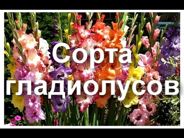 Нажмите, чтобы запустить видео