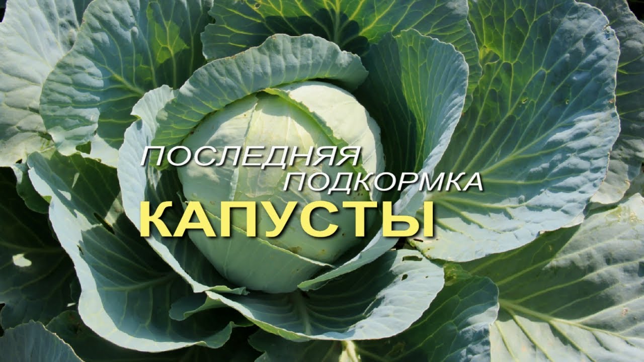 Нажмите, чтобы запустить видео