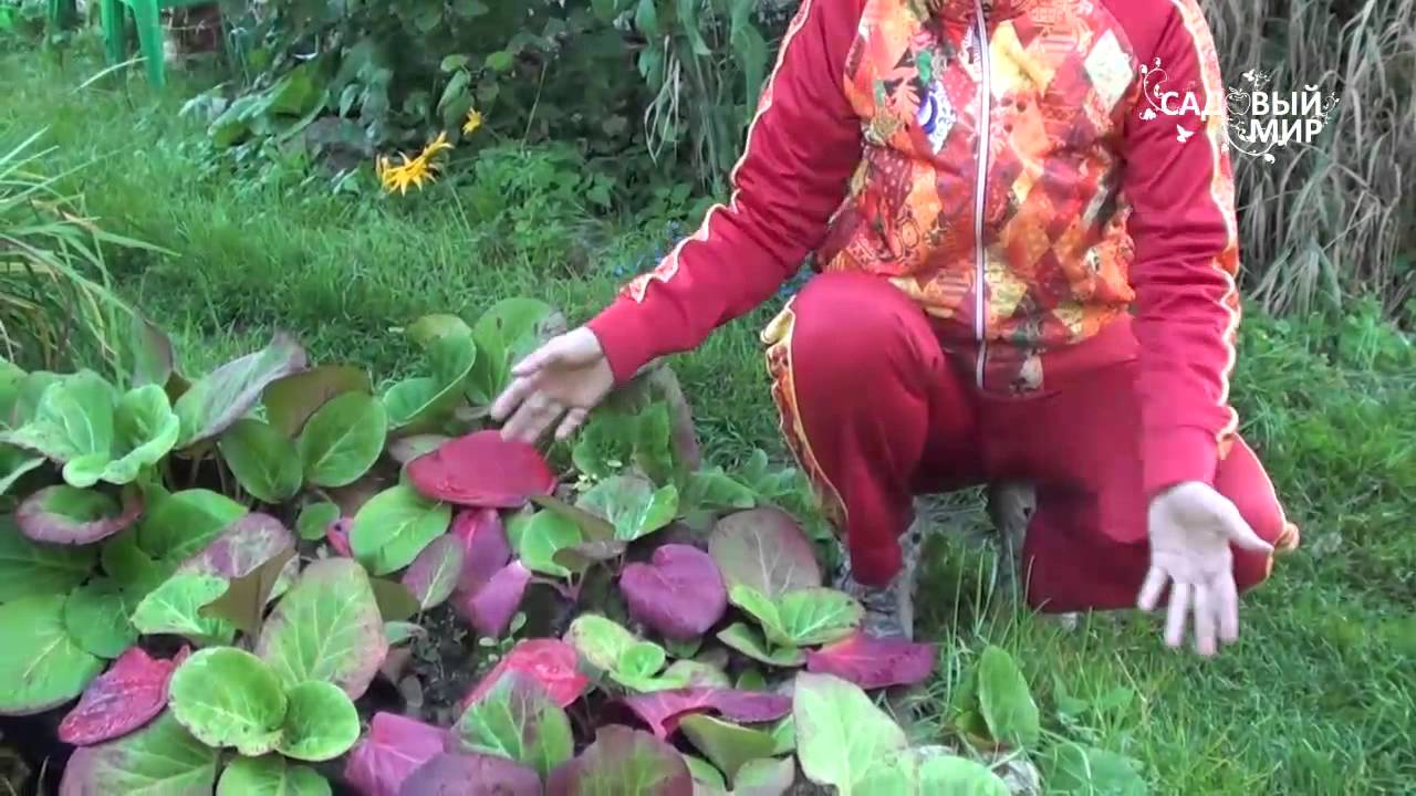 Нажмите, чтобы запустить видео