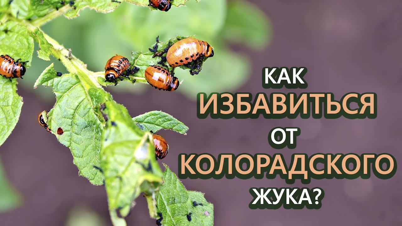 Нажмите, чтобы запустить видео
