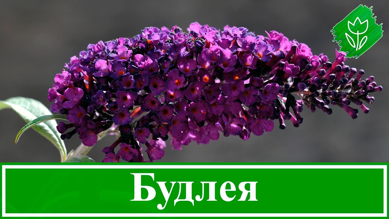 Нажмите, чтобы запустить видео