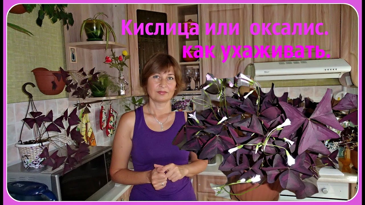 Нажмите, чтобы запустить видео