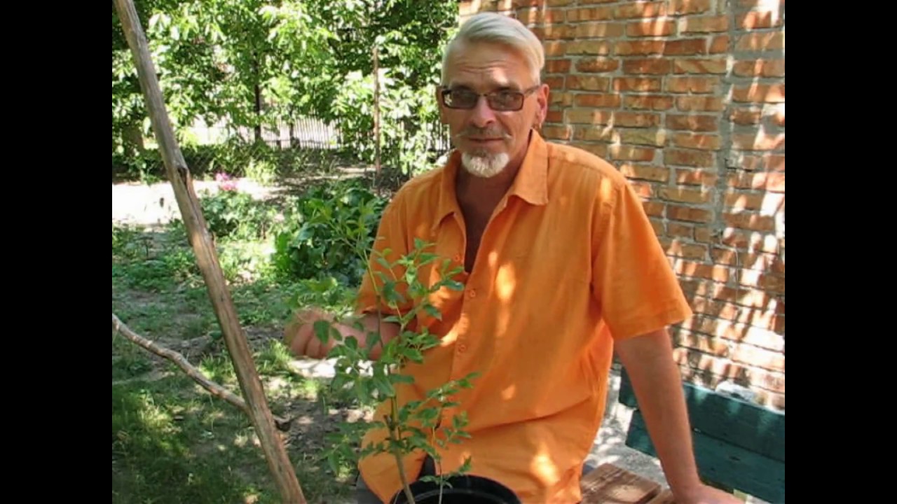 Нажмите, чтобы запустить видео