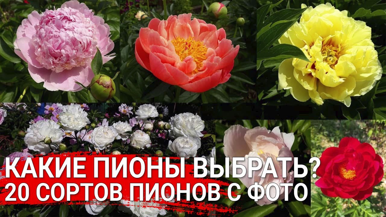 Нажмите, чтобы запустить видео