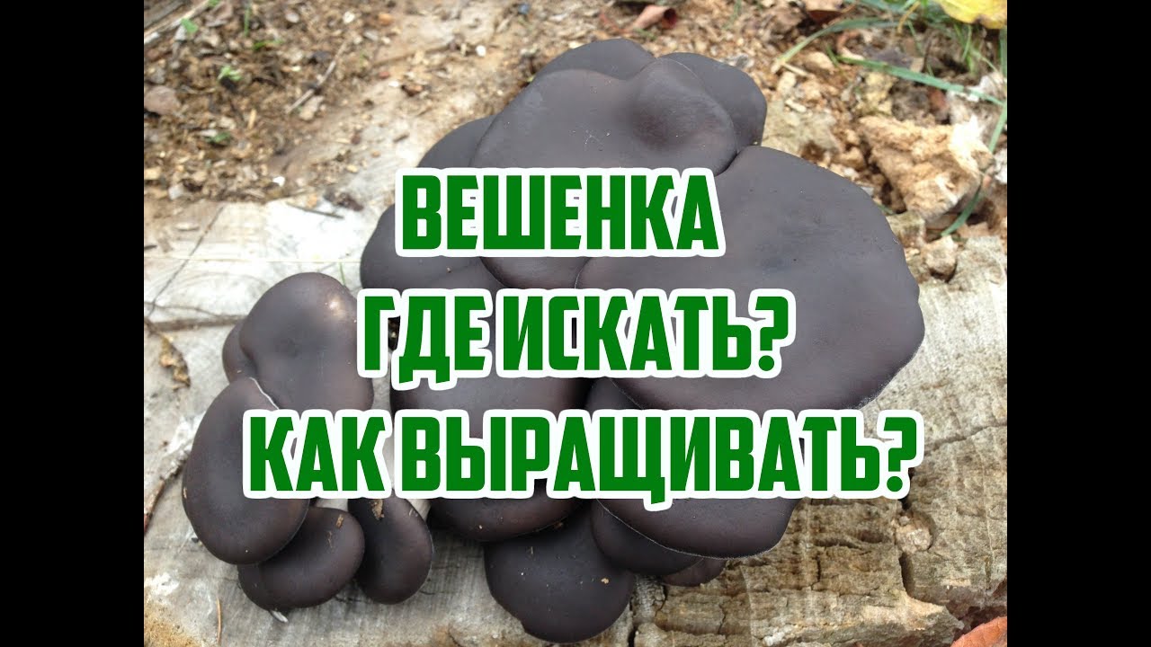 Нажмите, чтобы запустить видео