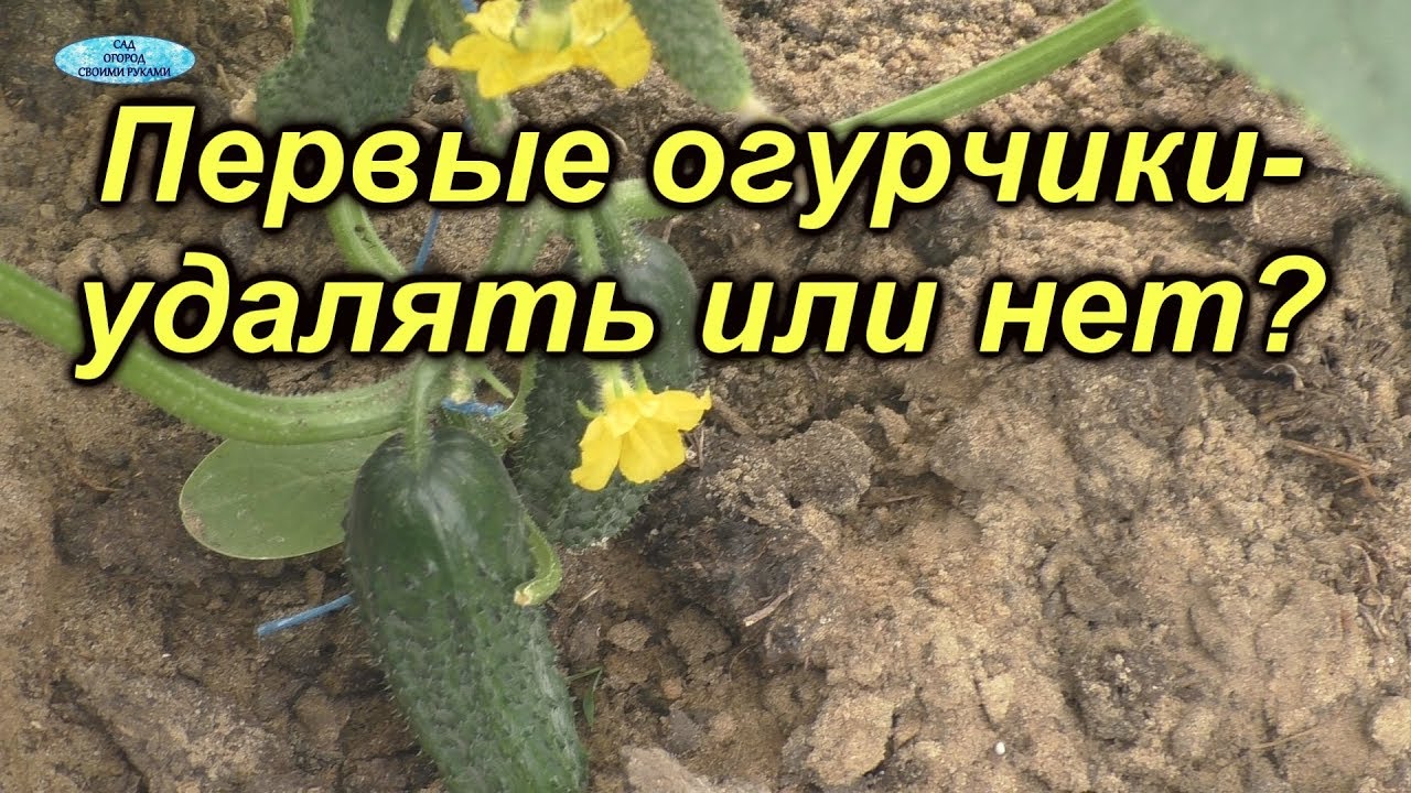 Нажмите, чтобы запустить видео