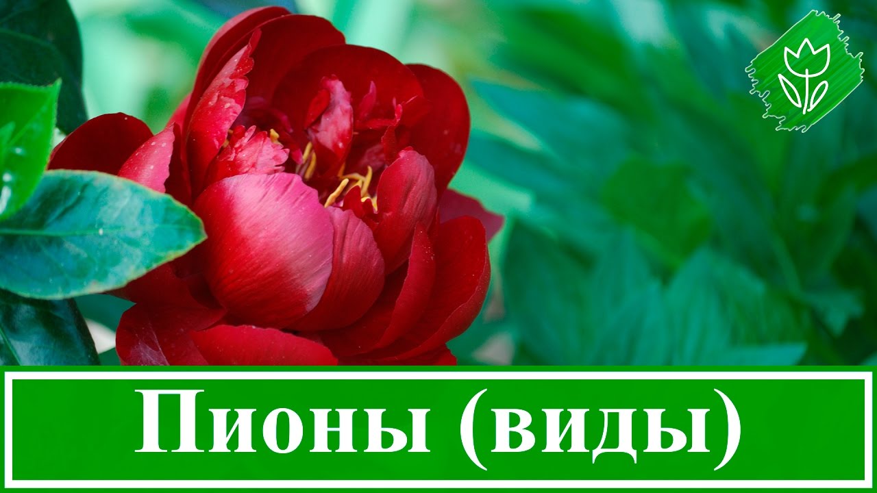 Нажмите, чтобы запустить видео