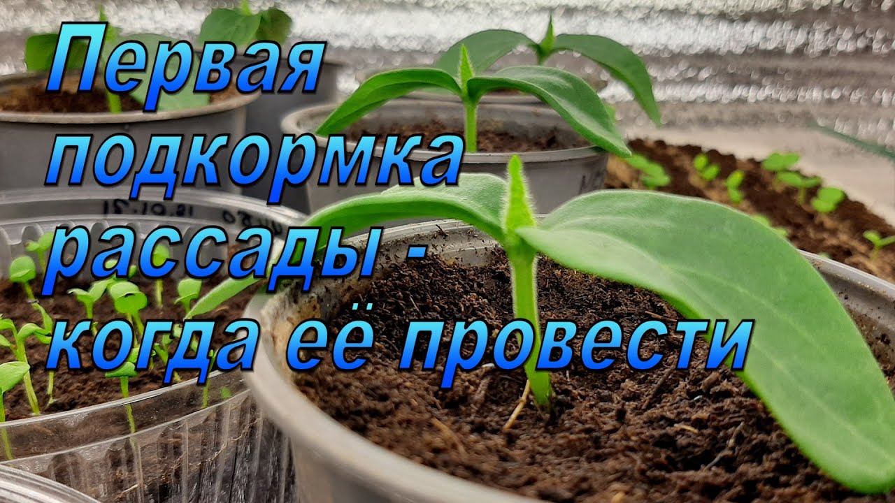 Нажмите, чтобы запустить видео