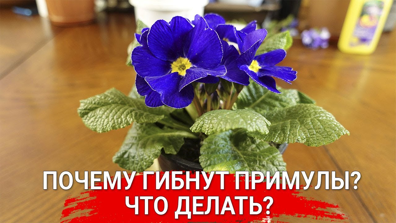 Нажмите, чтобы запустить видео