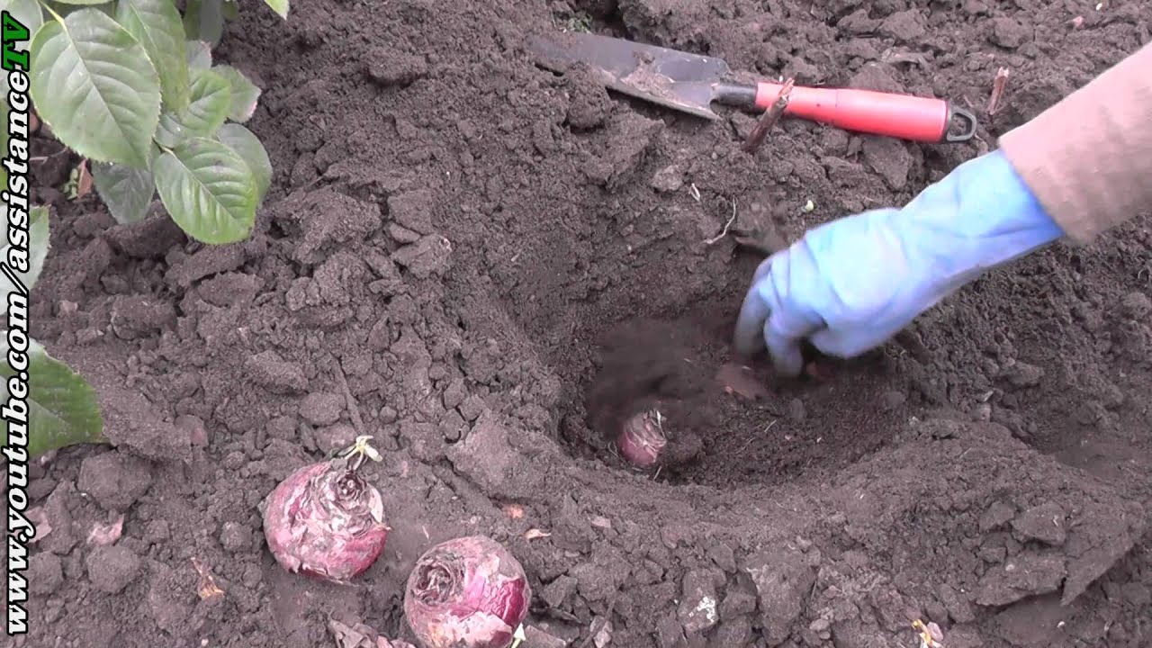 Нажмите, чтобы запустить видео