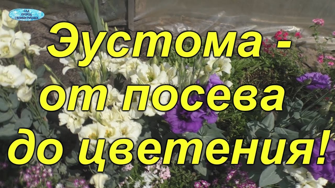 Нажмите, чтобы запустить видео