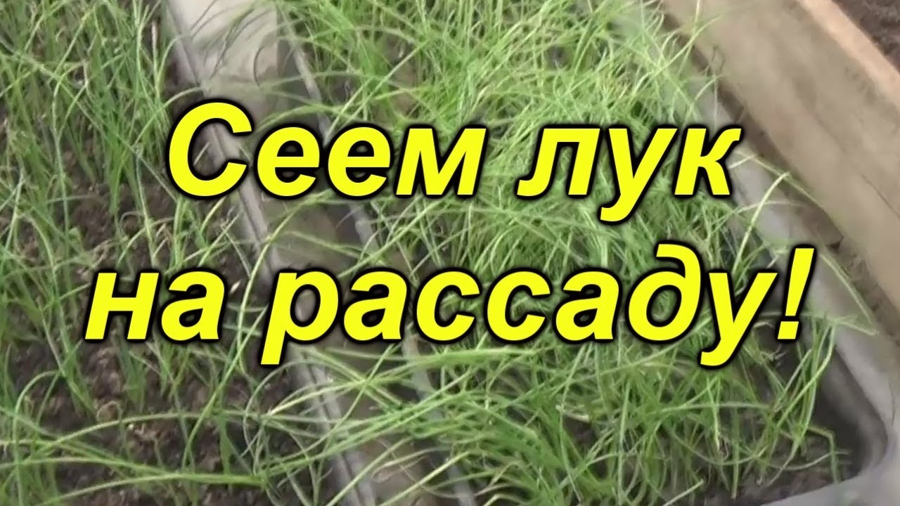 Нажмите, чтобы запустить видео