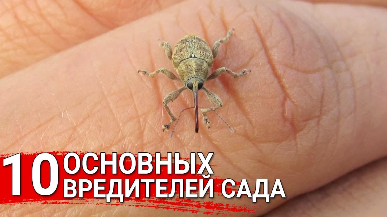 Нажмите, чтобы запустить видео