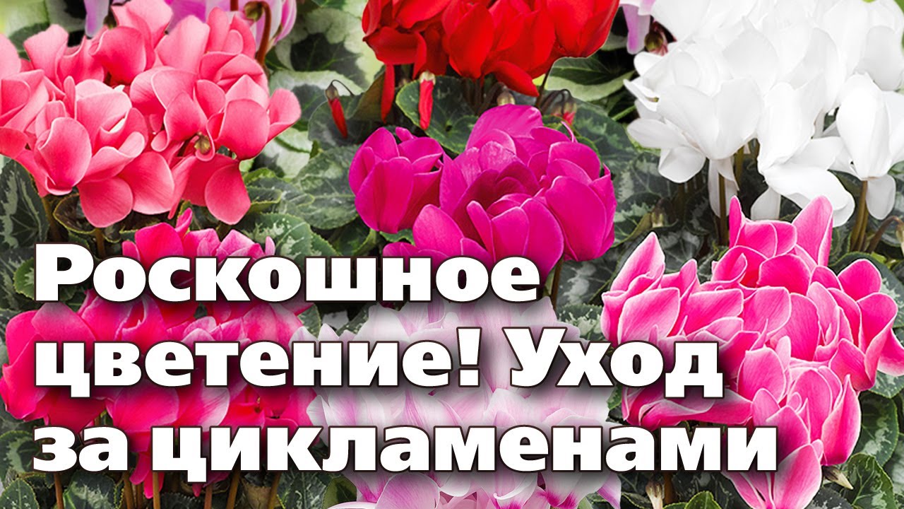 Нажмите, чтобы запустить видео