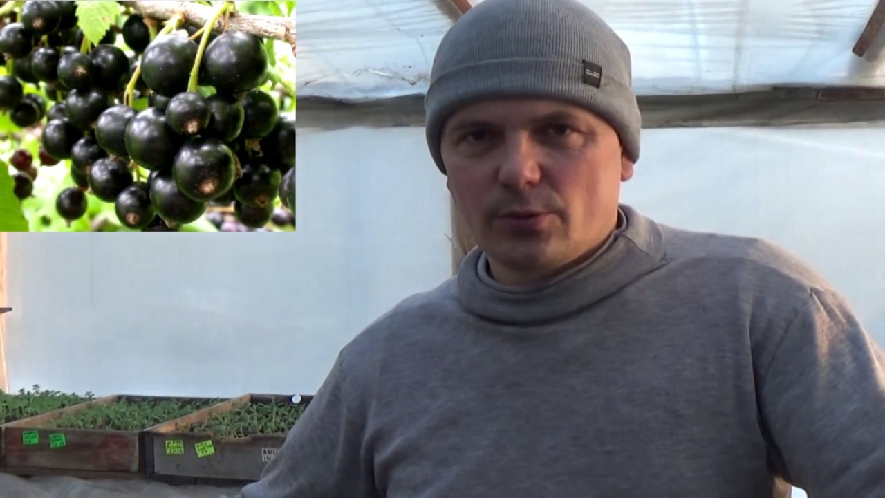 Нажмите, чтобы запустить видео