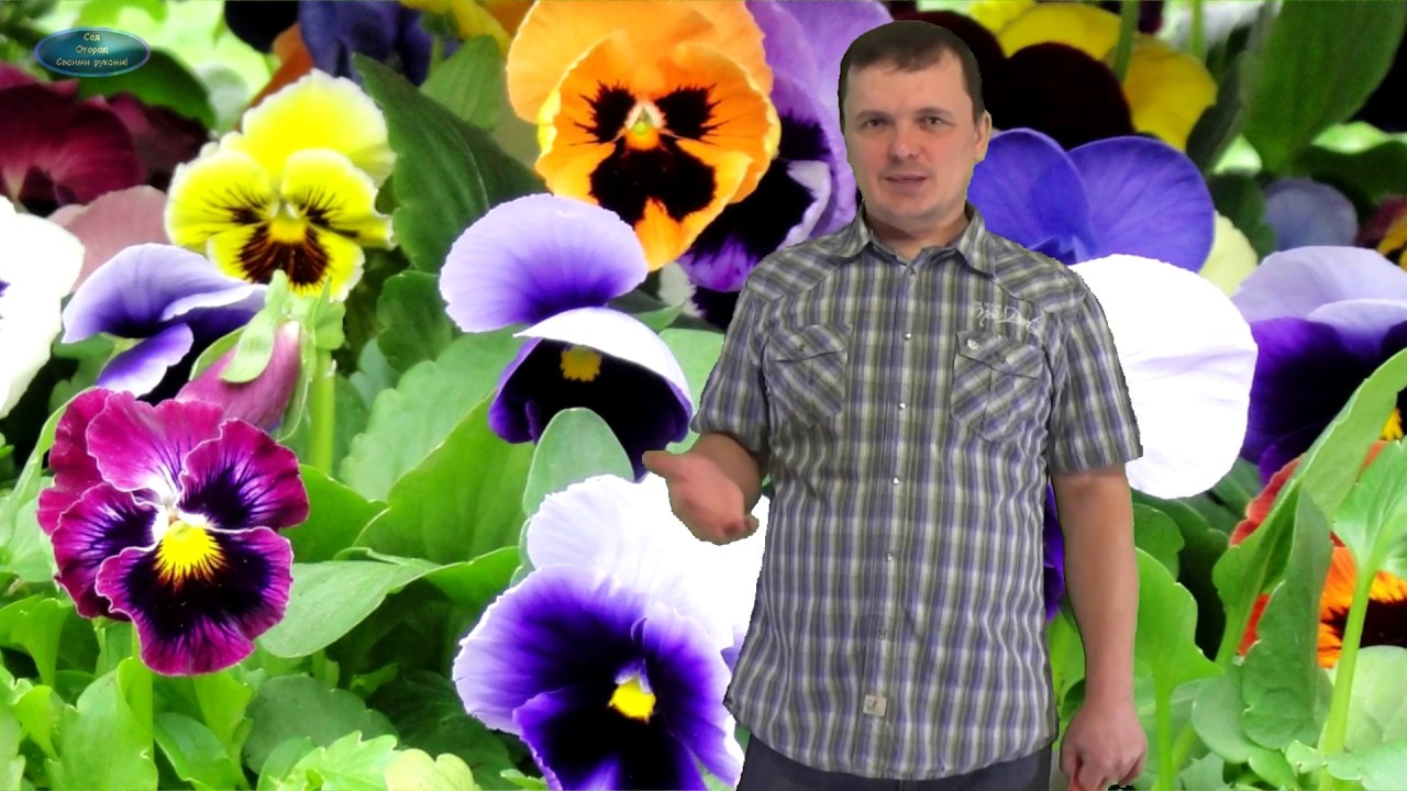 Нажмите, чтобы запустить видео