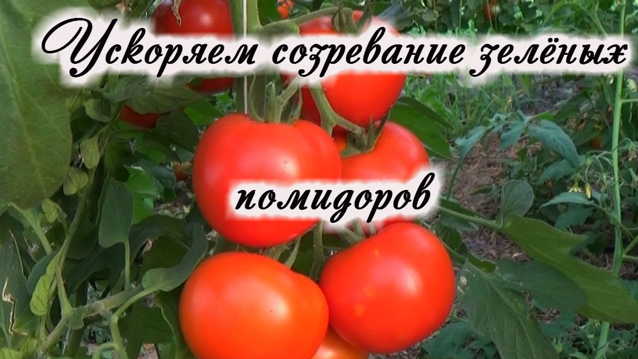 Нажмите, чтобы запустить видео