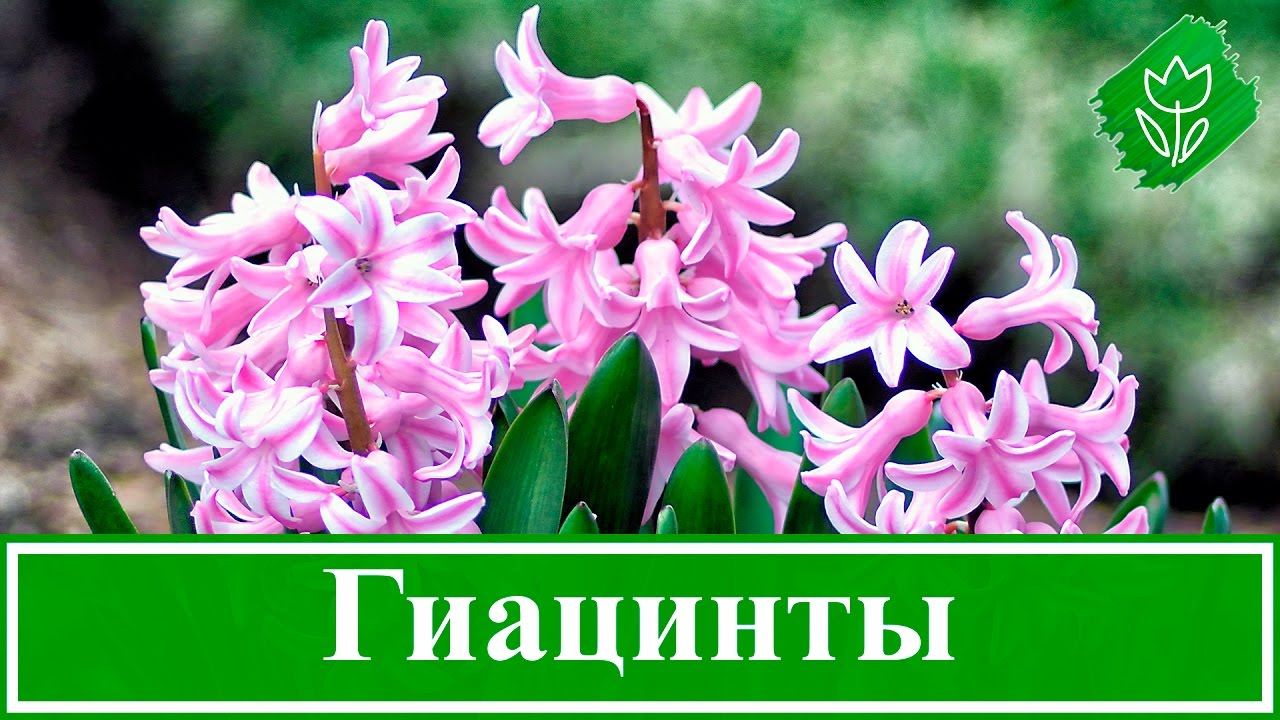 Нажмите, чтобы запустить видео