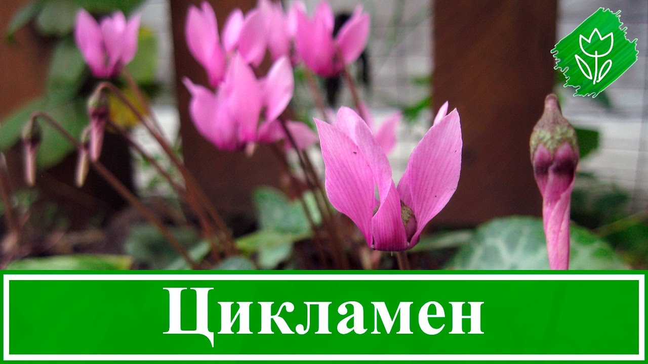 Нажмите, чтобы запустить видео