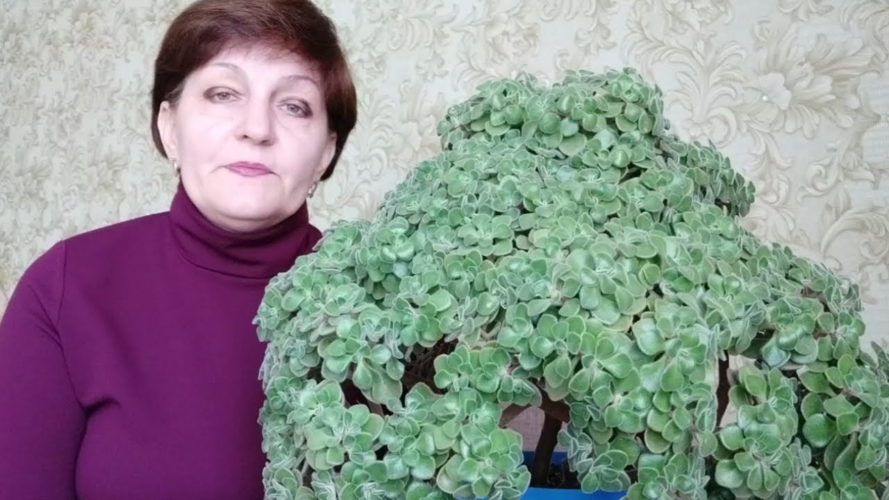 Нажмите, чтобы запустить видео