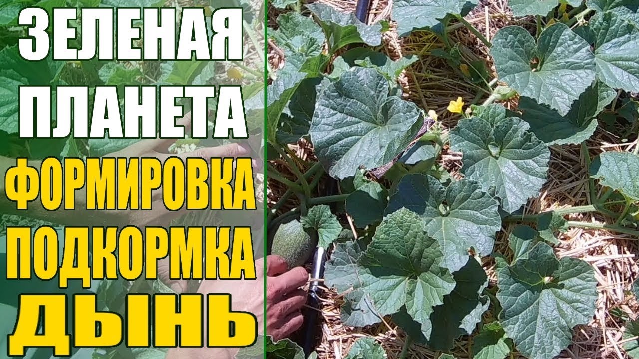 Нажмите, чтобы запустить видео