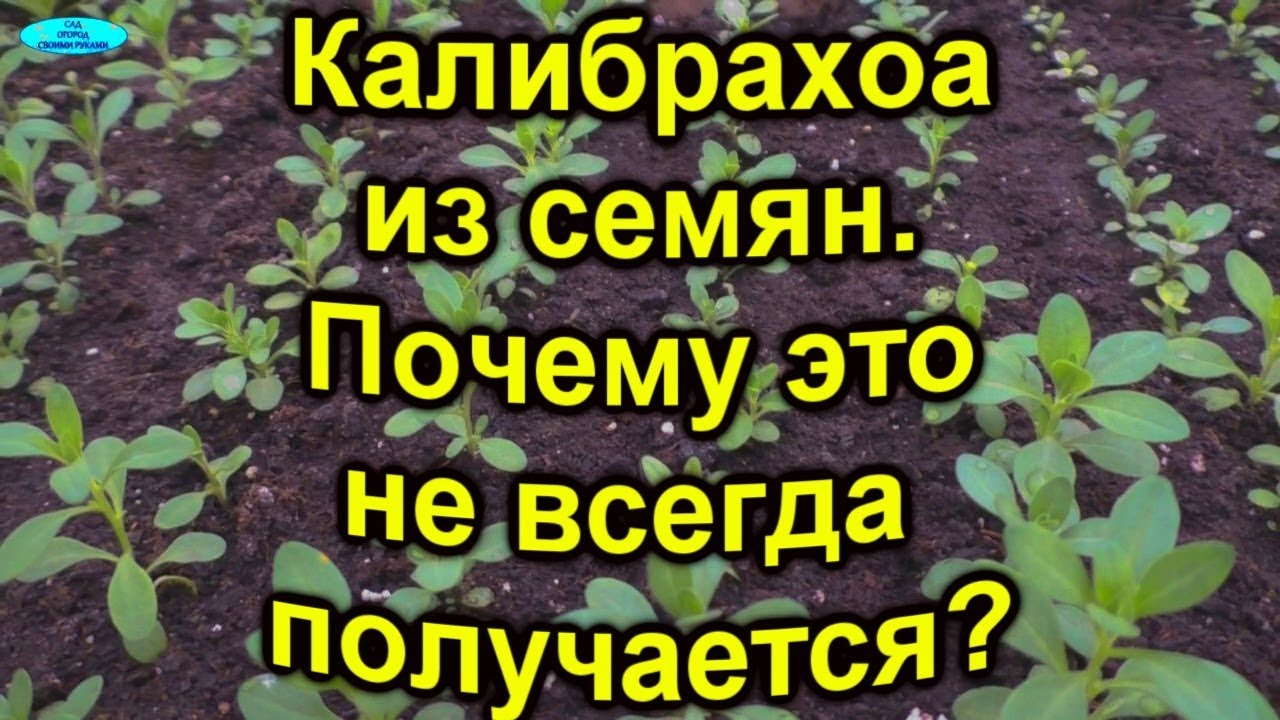 Нажмите, чтобы запустить видео