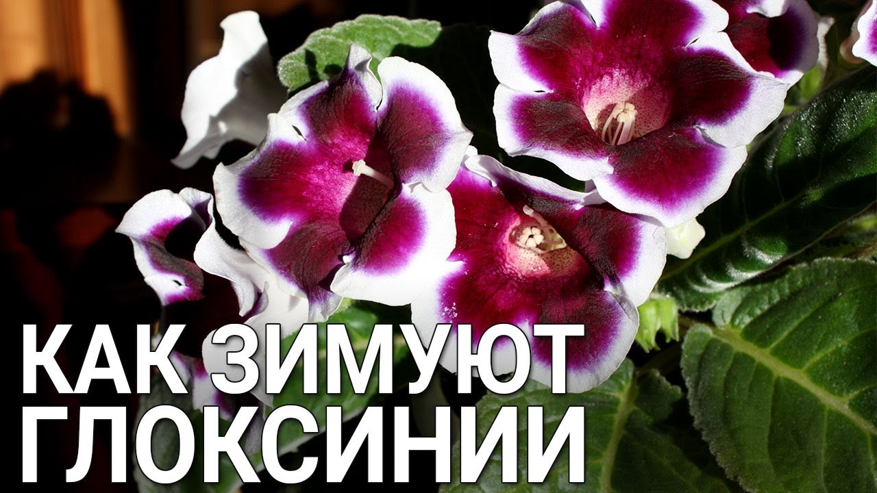 Нажмите, чтобы запустить видео