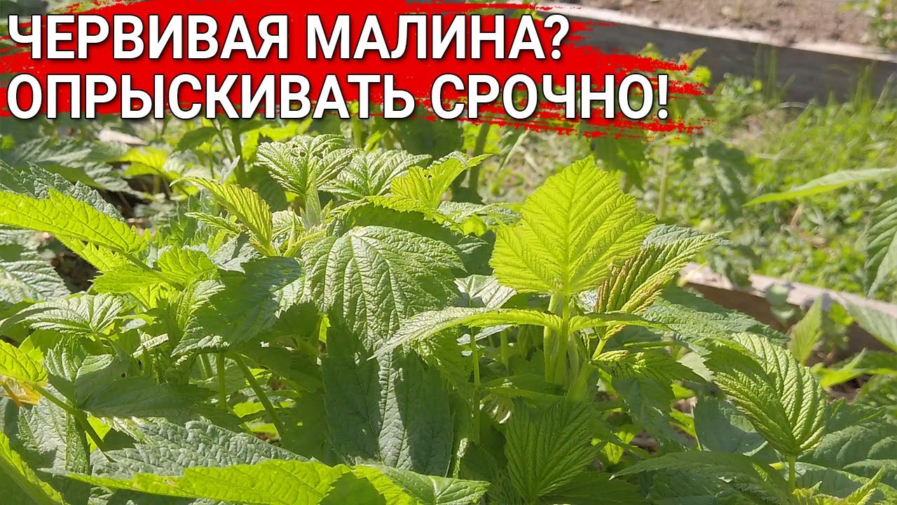 Нажмите, чтобы запустить видео