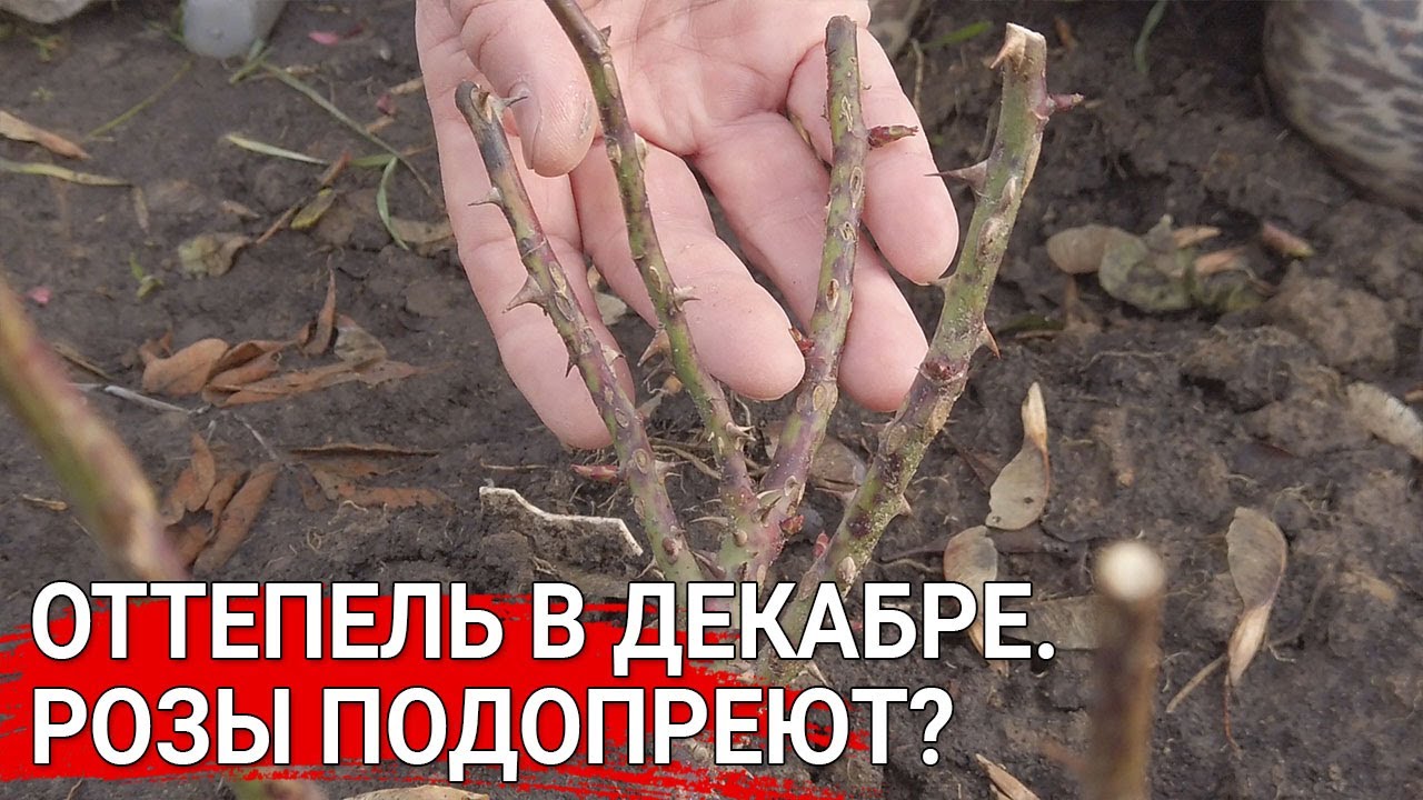 Нажмите, чтобы запустить видео