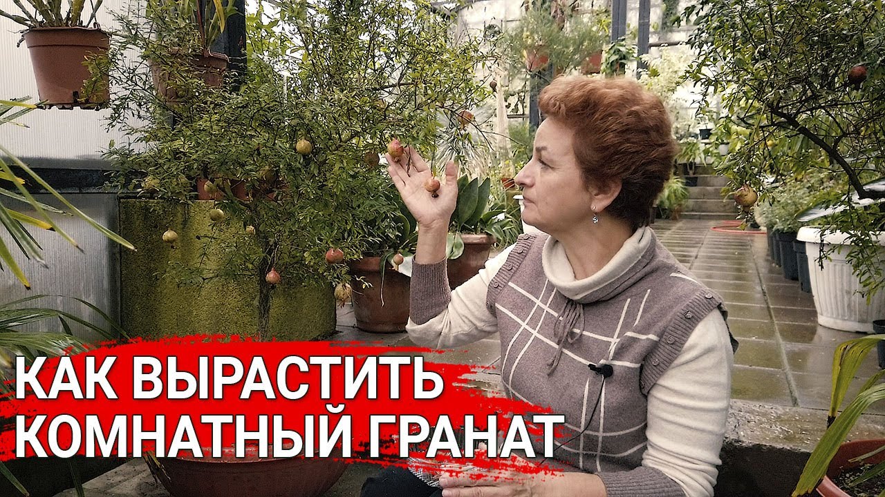 Нажмите, чтобы запустить видео