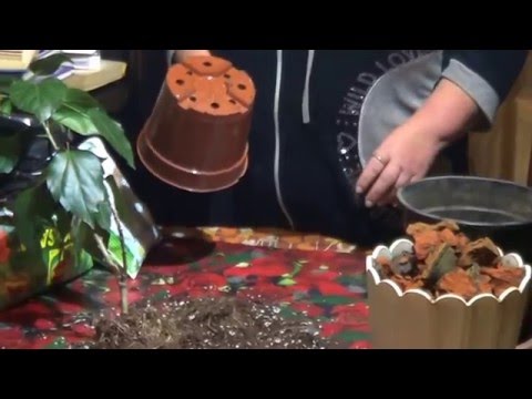 Нажмите, чтобы запустить видео