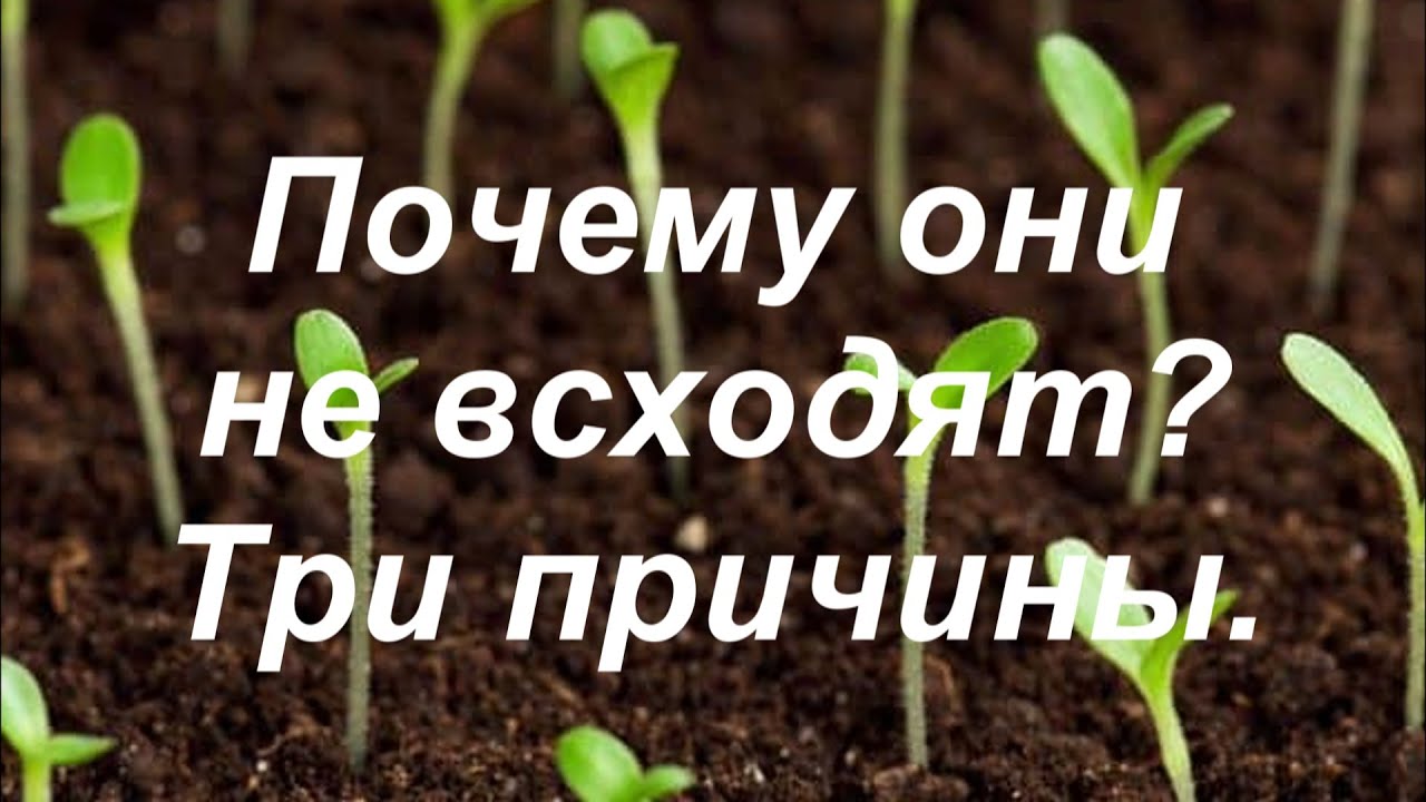 Нажмите, чтобы запустить видео