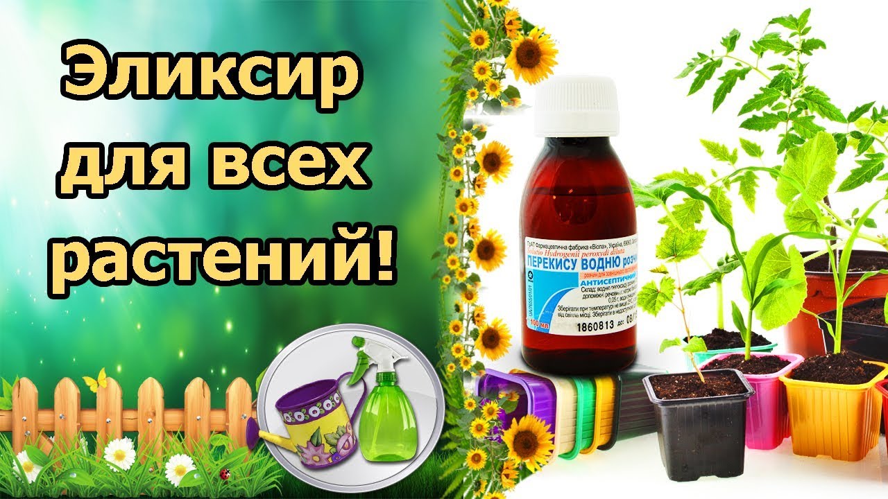 Нажмите, чтобы запустить видео