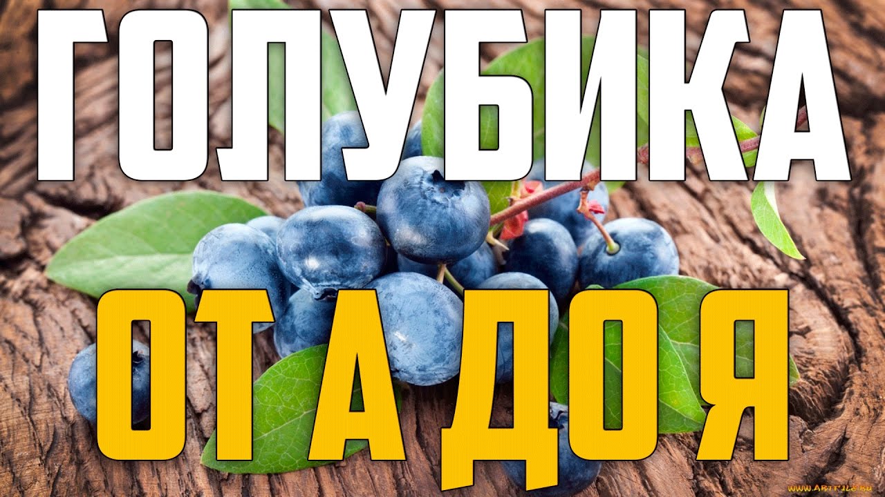 Нажмите, чтобы запустить видео