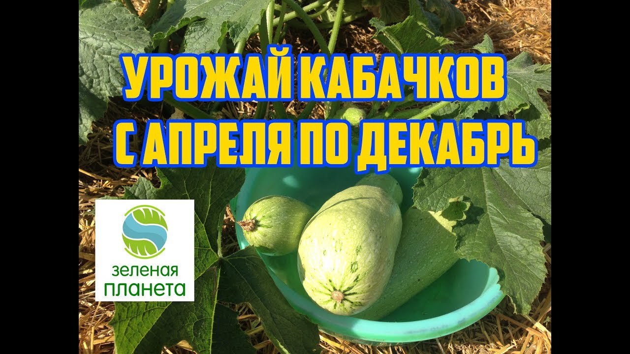 Нажмите, чтобы запустить видео
