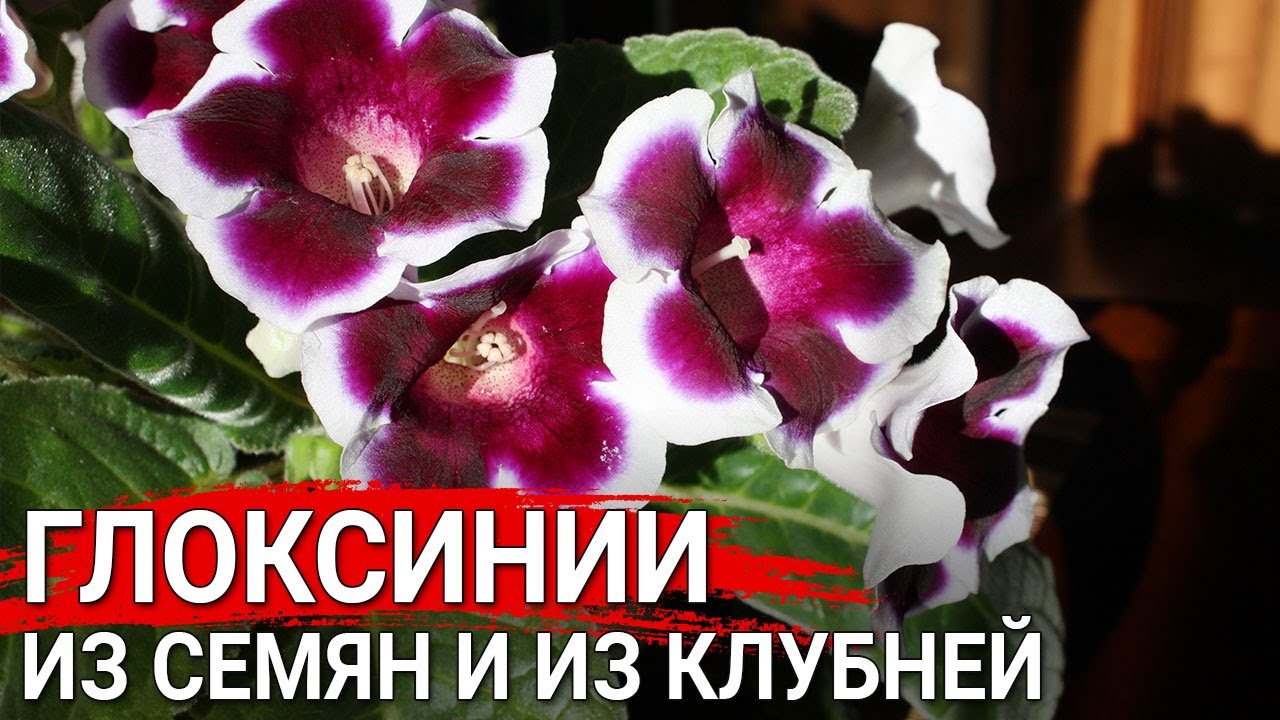 Нажмите, чтобы запустить видео