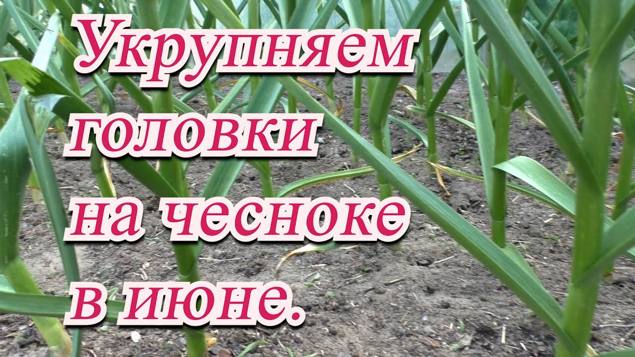 Нажмите, чтобы запустить видео