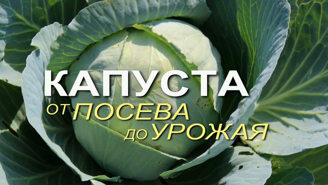 Нажмите, чтобы запустить видео
