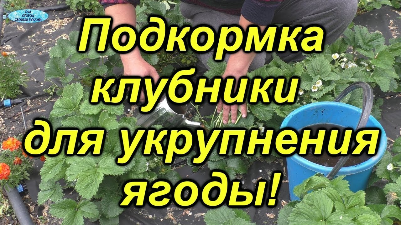 Нажмите, чтобы запустить видео